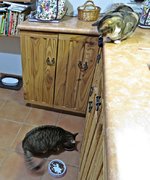 IMG_9960 - Copy.JPG