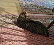 IMG_9878 - Copy.JPG