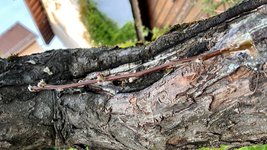Apfel-Boskoop_Wunde-W2_Kallusförderung_2023-05_02.jpg
