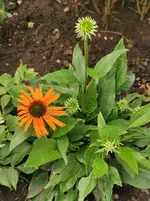 IMG_20230627_103319.webp