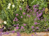 IMG_20230627_103439.webp