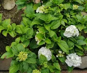 IMG_20230627_103653.webp