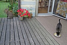 IMG_6046 v (2).JPG