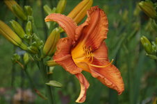 DSC00684.JPG
