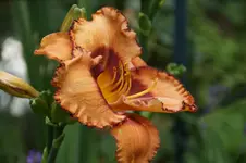 DSC00685.webp