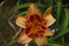 DSC00686.JPG
