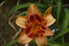 DSC00686.webp
