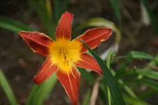 DSC00687.webp