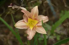 DSC00688.webp