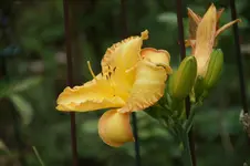 DSC00693.webp