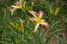 DSC00694.JPG