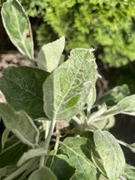 IMG_9111.jpeg