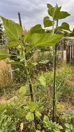 IMG_6379.jpeg