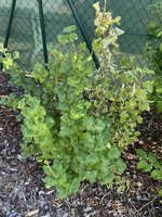 IMG_5095.jpeg