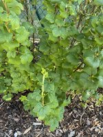 IMG_5096.jpeg