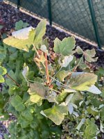 IMG_5098.jpeg