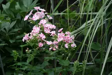 Phlos Peppermint  0120.webp