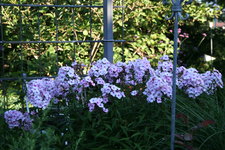 Phlox      0122.JPG