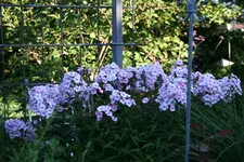 Phlox      0122.webp