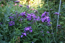 Phlox      0222.JPG