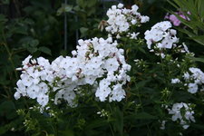 Phlox      0322.JPG