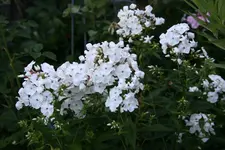 Phlox      0322.webp