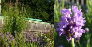 2023Lavendel.webp