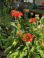 IMG_9221.jpeg
