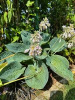 IMG_9223.jpeg