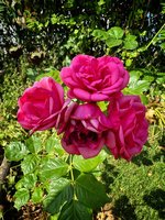 IMG_9222.jpeg