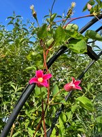 IMG_9224.jpeg