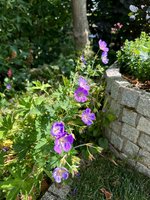 IMG_9229.jpeg