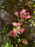 IMG_9230.jpeg