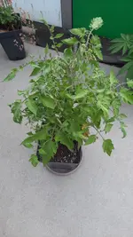 20230629_203453.webp