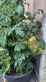 IMG_6397.jpeg