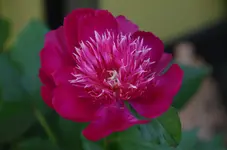 DSC_0581.webp
