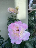 9EDBDD89-EFDF-4EFE-8A68-2114E85EC584.webp