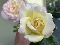 CBE19314-4F71-4037-A9A1-D8CB4CDC7F1C.webp