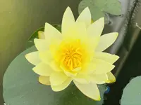 8A273A87-A993-40F4-B0A5-069A495C8626_1_201_a.webp