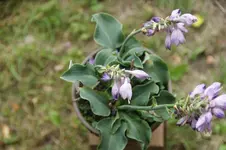 Mouse Dancing 15-20.webp