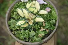 Mouse Desert 15-20.webp