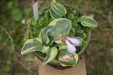 Mouse Frosted 15-20.webp