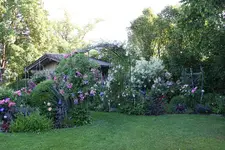 Juni     9923.JPG h.webp