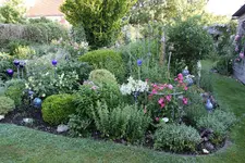 Juni     9923.JPG i.webp