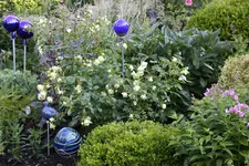 Juni     9923.JPG j.webp