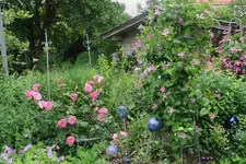 Juni     9923.JPG o.webp