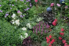 Juni     9923.JPG p.webp