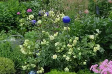 Rose Lovley Green  0123.webp