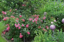 Rose Heidetraum  0923.JPG