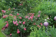 Rose Heidetraum  0923.webp